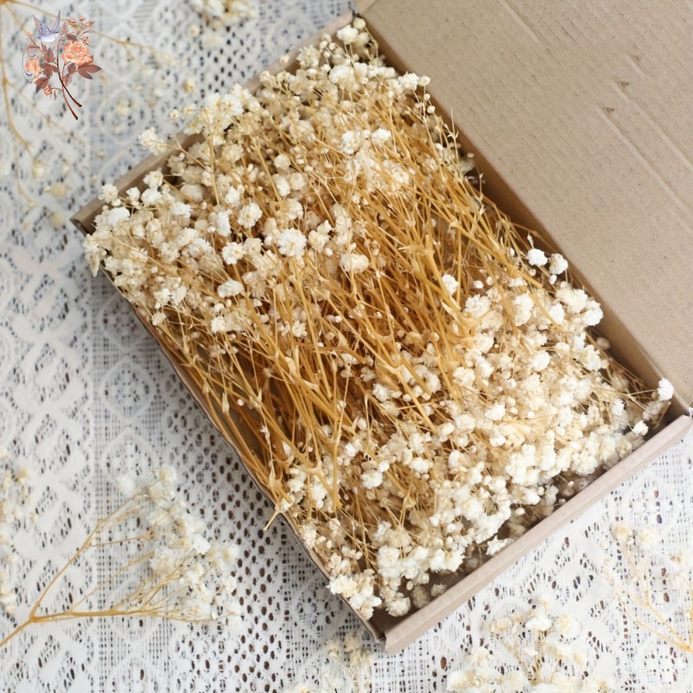 Embellishment Crafts - 100pcs Mini Dried Baby's Breath Flowers