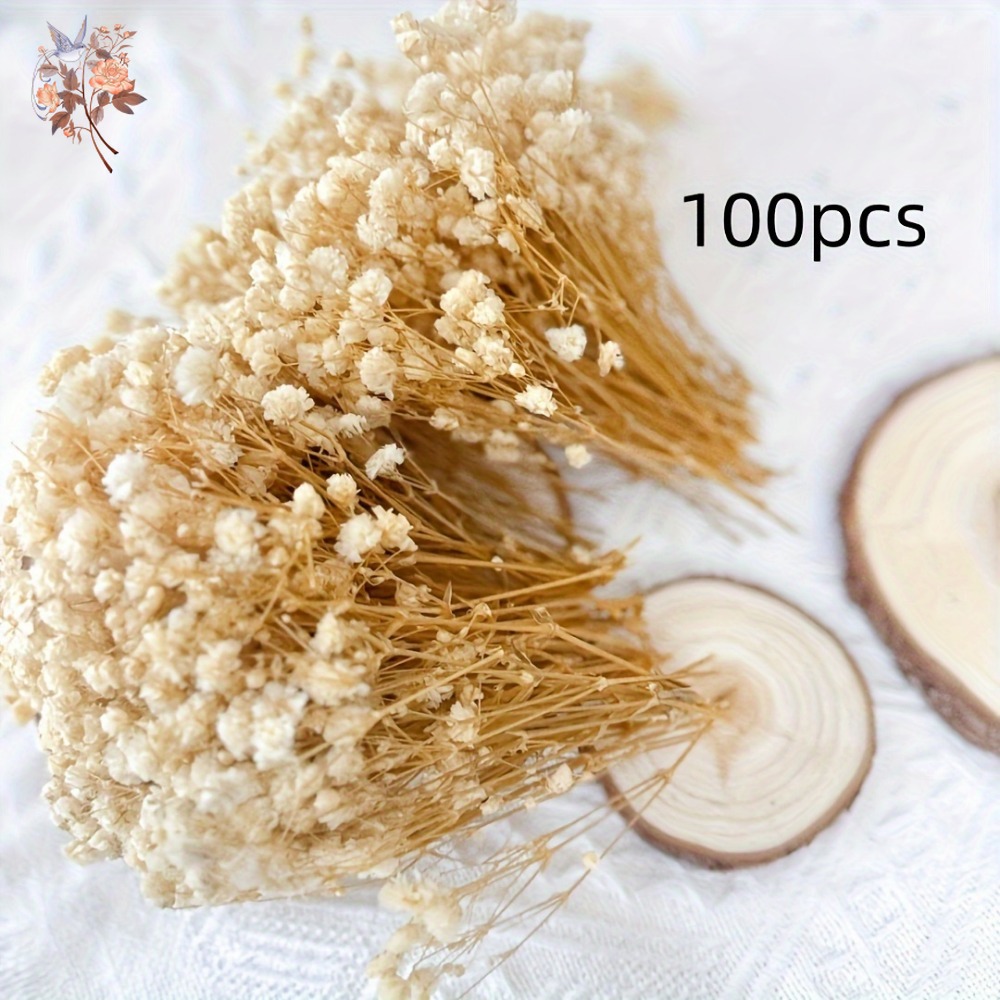 100pcs Mini Dried Baby's Breat - Embellishment Crafts のレビューと価格
